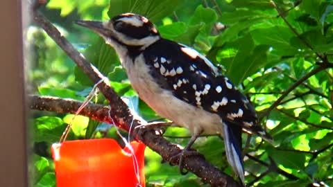 Woodpecker