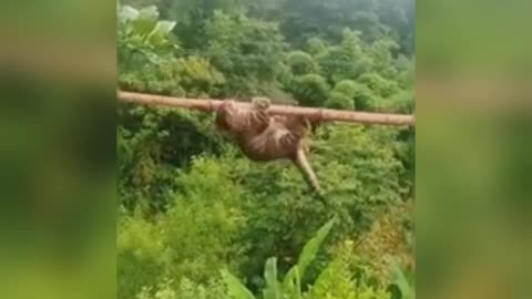 Funny video