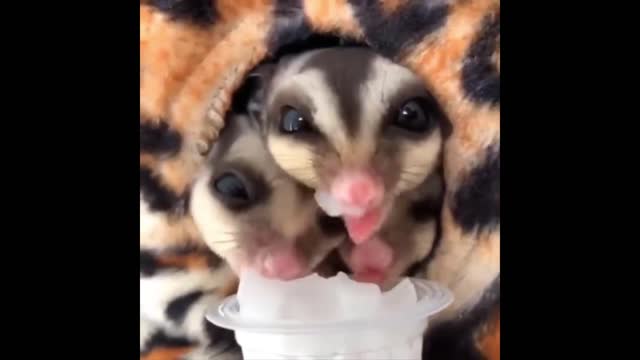 Animals SOO Cute! Cute baby animals Videos Compilation cutest moment of the animals #7