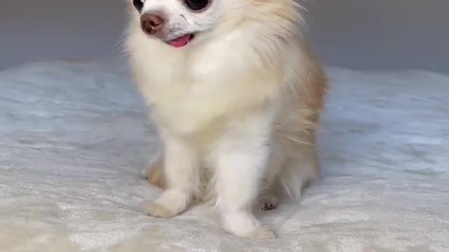 Pretty puppy knows how to give a hand