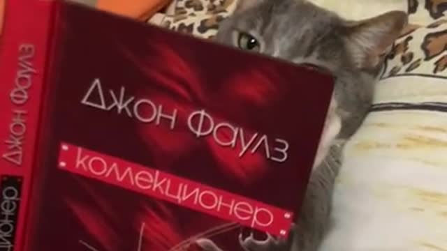 Sophisticated cat reads book in bed