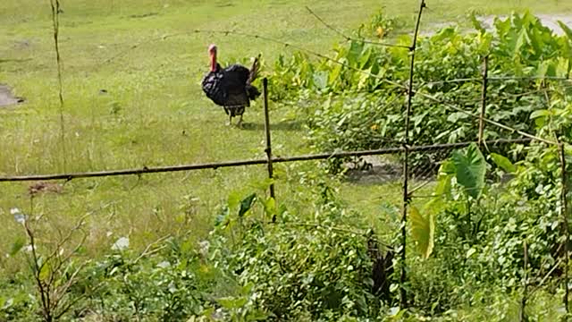 Gaint bird got excited || TURKEY