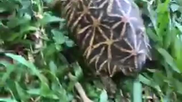 Star turtle Working hard Funny video | #cuteanimals #turtle #funnyanimals #animalsave #shorts