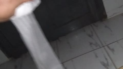 cat funny video