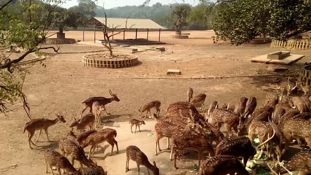 Deer Eats Cabbage