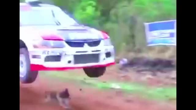 Rally Car vs Dog