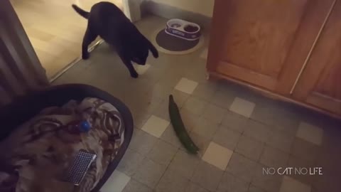 Cats scareb by cucumbers compilation