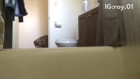 Dog showers by himself