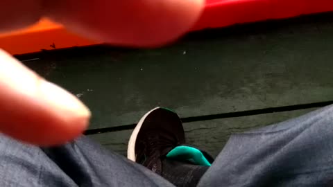 Dolphin show in bangkok