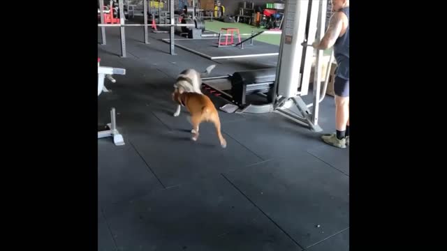 Doc the gym Dog playing with other Dog 🐕🐕❤