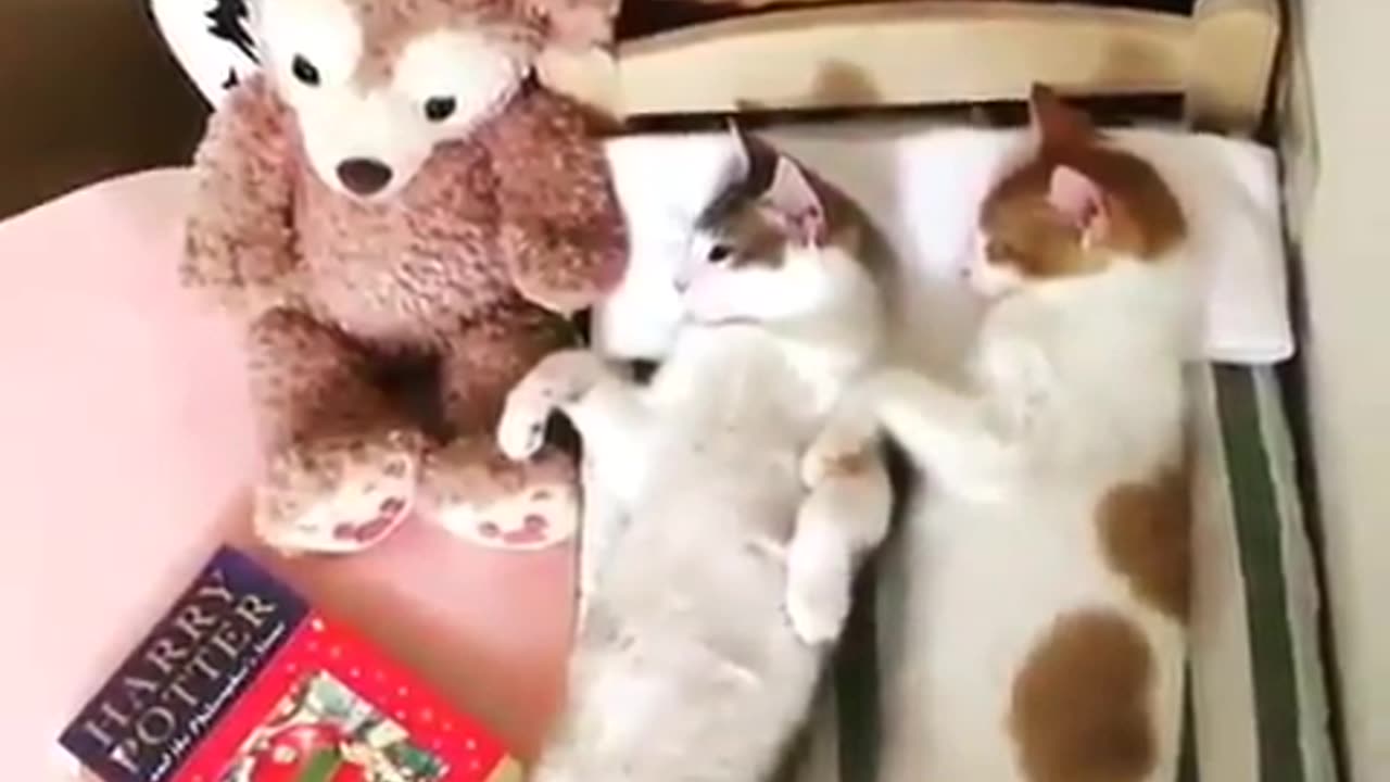 Sleepy cats are funny