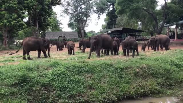 This group of elephants are dinning