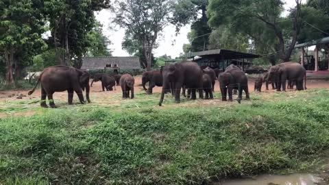 This group of elephants are dinning