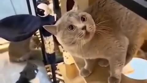 So lovely cute cat fighting short video