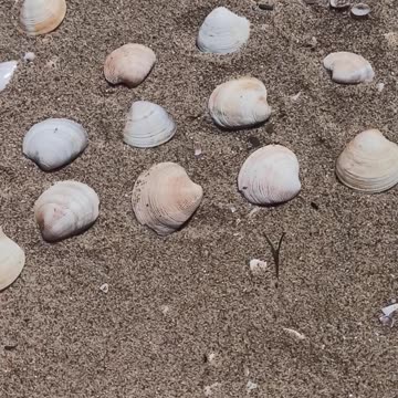 Sea shells