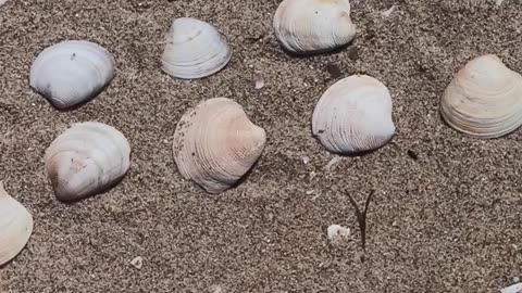 Sea shells
