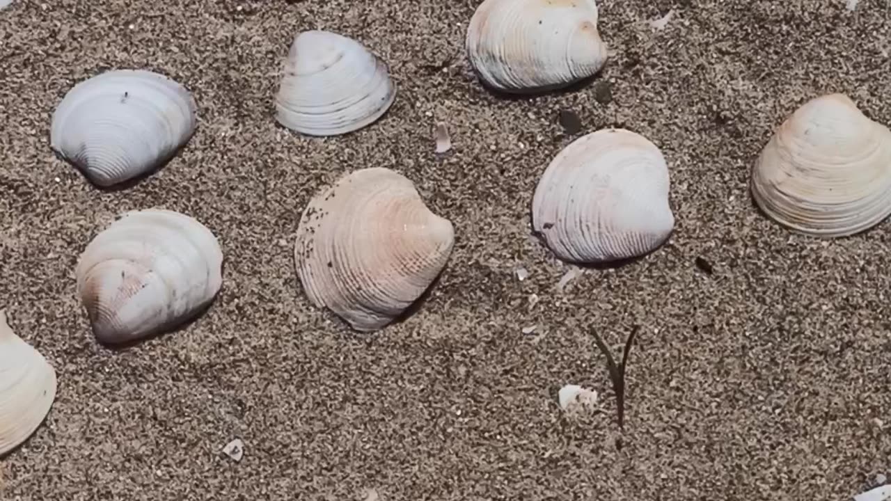 Sea shells