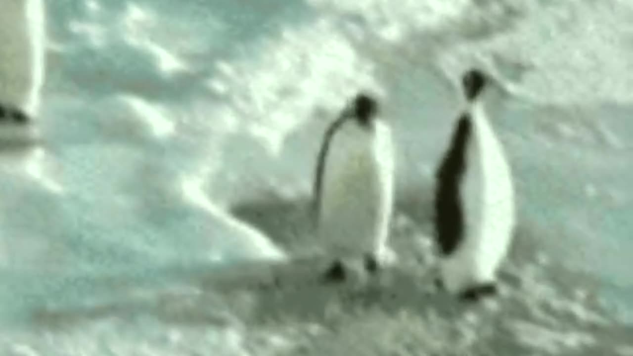 Penguin Slap