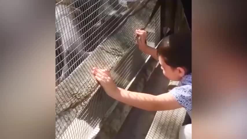 fun kids and lions