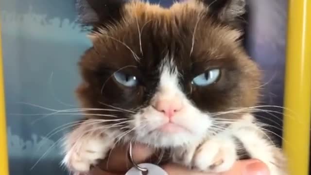 Funny and Cute Cats Videos #21 │ Gadis Sekarwangi