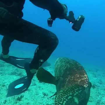 A scuba diver is defending his lobster from a hungry goliath grouper!