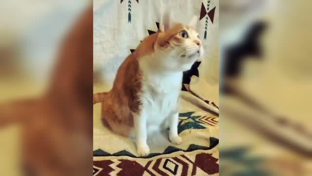 Best Funny Animal Videos 2022- Funniest😾 Dogs And Cats Videos🤣#4