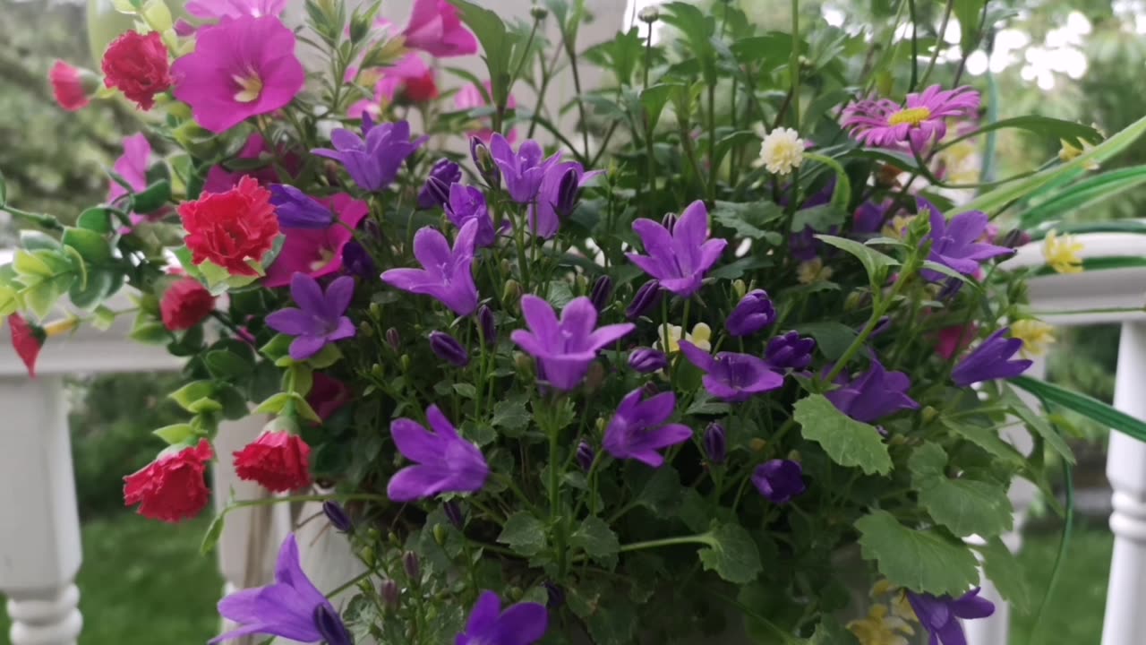 家🌸海 5/25 2024