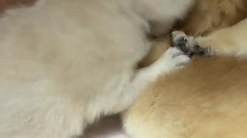 Three endless fight