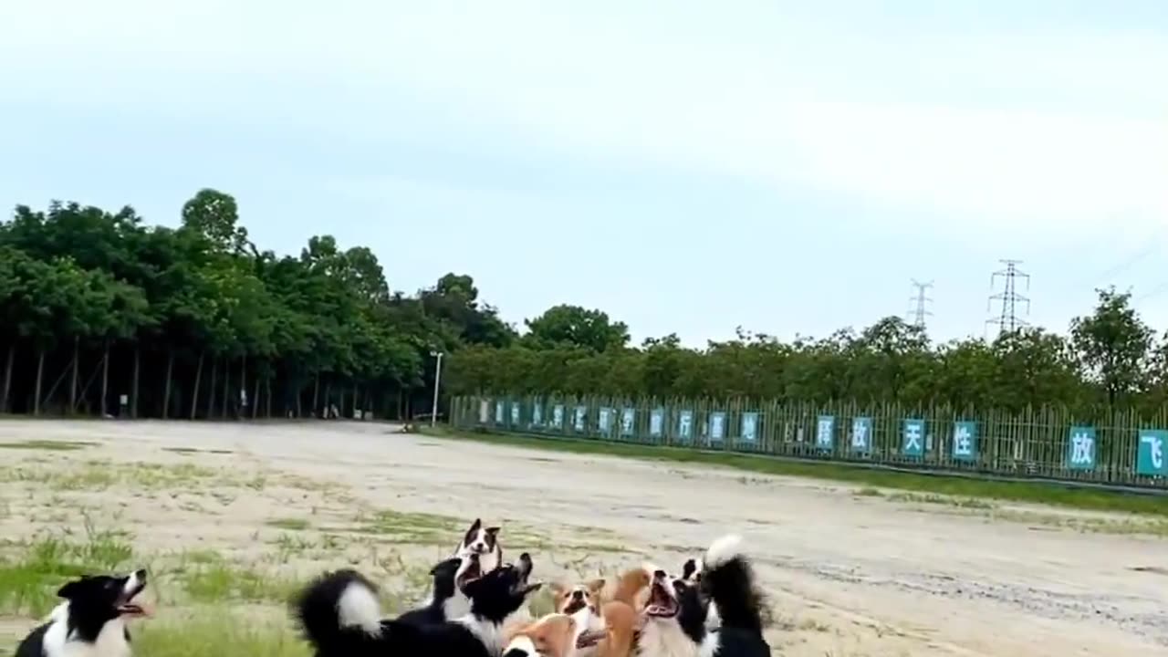 Cute dogs plays with balloon