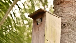 Baby Screech Owl