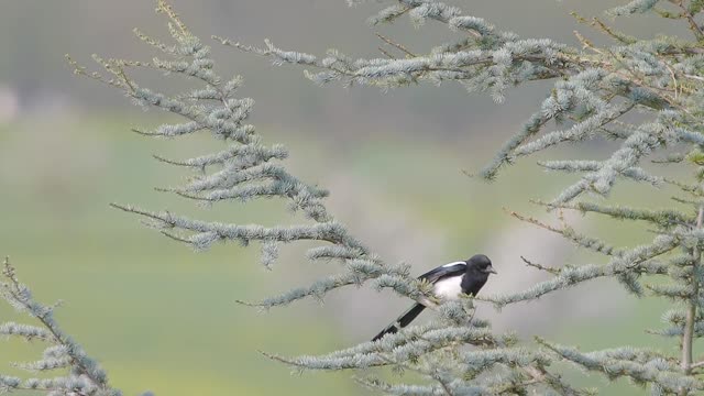 Elster Birds on Snow