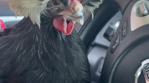 Crested Polish Chicken Enjoys Pup Cup