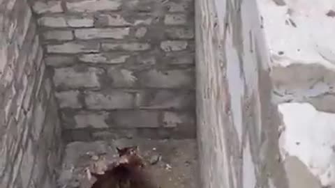 Cat unbelievable jump