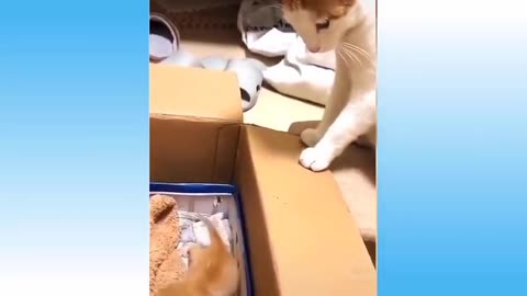 Top Funny Cat Videos of The Weekly | TRY NOT TO LAUGH #11