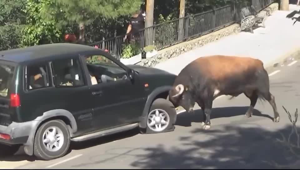 Oh, my God, what is it about Niu Niu that drives a car so fast that it gets flipped over