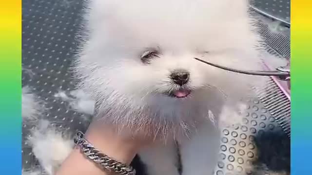 Cute and Funny Dogs