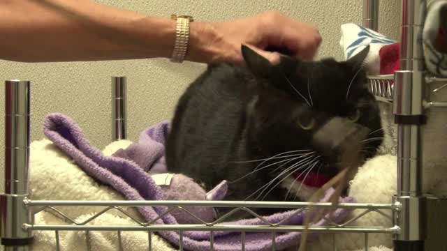 Black and White Cat Getting Pet and Played With