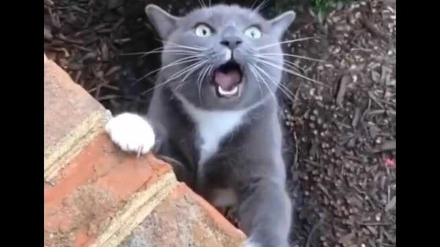 Funniest Cats Compilation Series Part 1