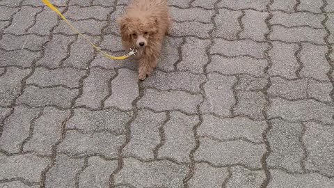 A cute dog that walks for the first time