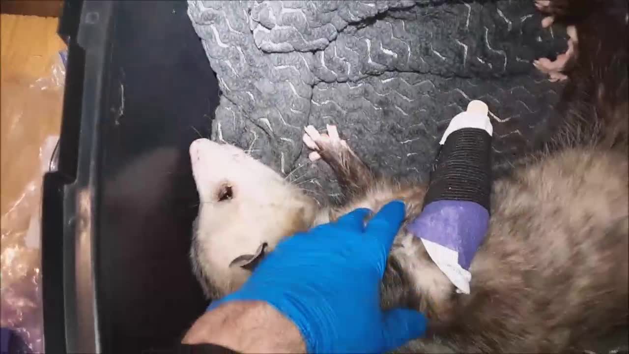 Opossum Needs Help, Part 2