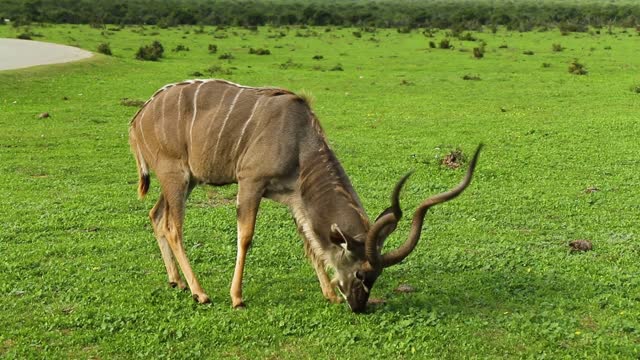 Antelope and origin