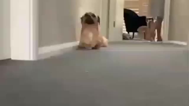 Funny Dog dancing a