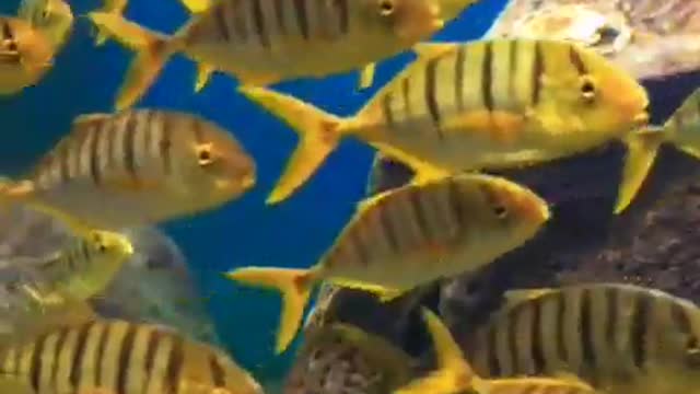 Large Schools of tropical fish swim in an orderly fashion