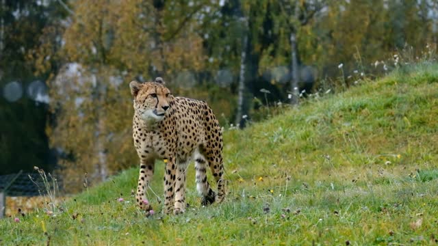 cheetah wild animal-predotar