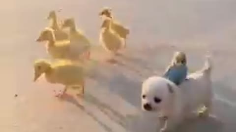 Cute dog cute Pet dog status #cutedog #cuteanmilas #cuteducks