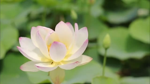 Nature Beautiful Flower Lotus