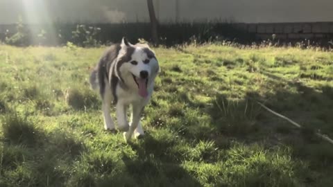 Mila out running