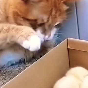 CUTE CAT PET FUNNY VIDEO