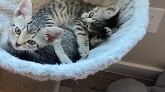 I can’t believe these guys turned 8 weeks old yesterday!