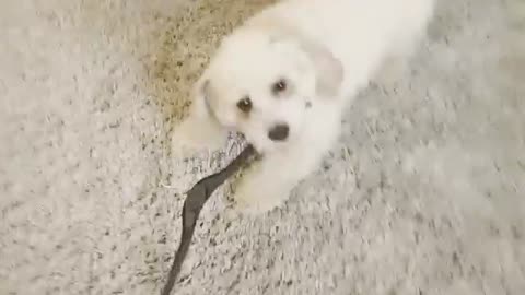 Puppy Plays With A Hanger For The First Time